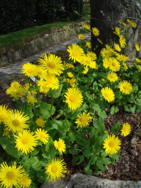 Doronicum orientale